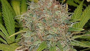 what-are-characteristics-of-different-strains-of-weed-1429601930-oct-11-2012-1-600x400